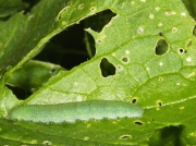 1550 Small White Butterfly (Pieris rapae) caterpillar feeding on vegetable