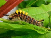 The Vapourer Moth (Orgyia antiqua) caterpillar © Martin Frankham