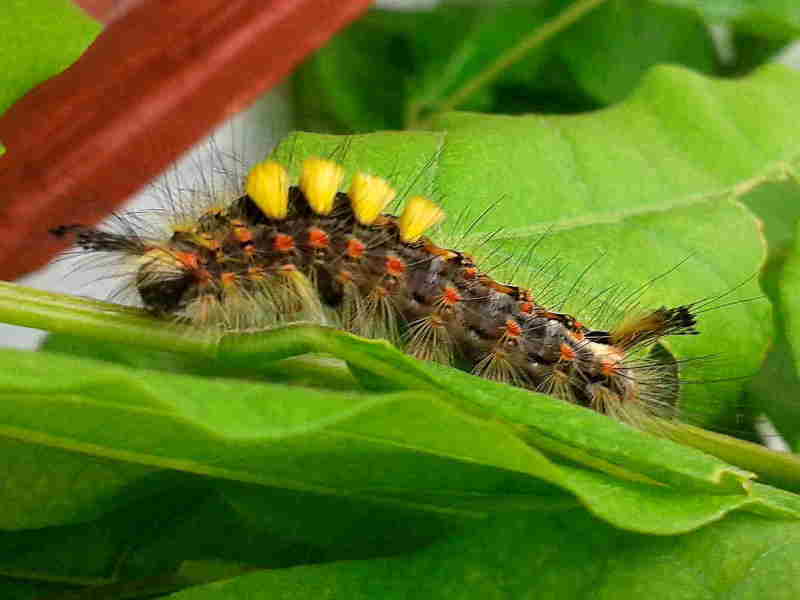 The Vapourer Moth (Orgyia antiqua) caterpillar - yellow tufted form  © Martin Frankham