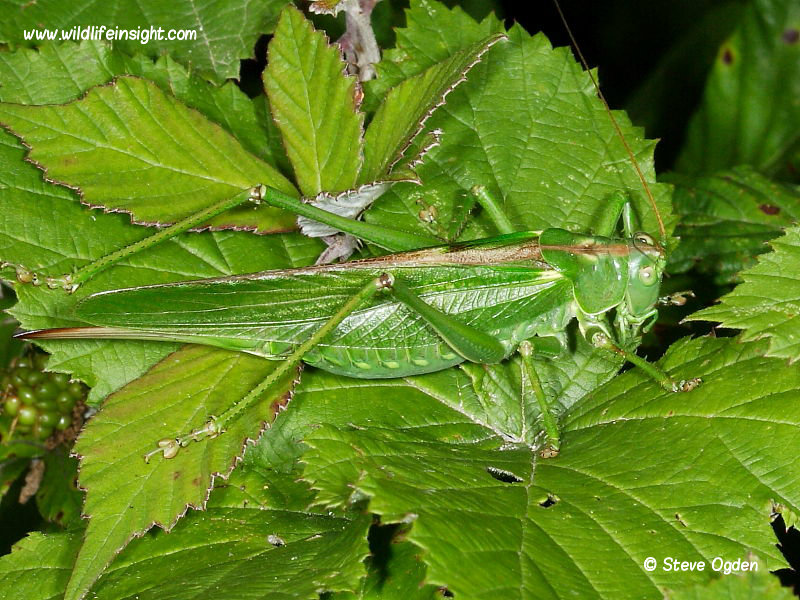 Great Green Bush Cricket (Tettigonia viridissima) - female © Steve Ogden