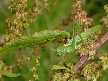 Great Green Bush Cricket (Tettigonia viridissima) - male
