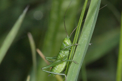 British Crickets