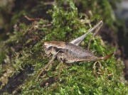Dark Bush Cricket (Pholidoptera griseoaptera) - female
