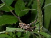 Dark Bush Cricket (Pholidoptera griseoaptera) - male