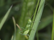 Great Green Bush Cricket (Tettigonia viridissima) - nymph