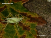 Oak Bush Cricket (Meconema thalassinum)
