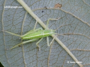 Oak Bush Cricket (Meconema thalassinum) nymph