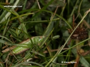 Short-winged Conehead (Conocephalus dorsalis)