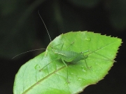 Speckled Bush Cricket (Leptophyes punctatissima) - female