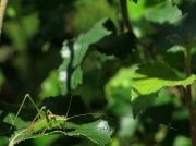 Speckled Bush Cricket (Leptophyes punctatissima)