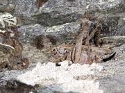 Grey Bush-cricket (Platycleis albopunctata) - female