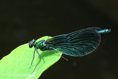 British Damselflies