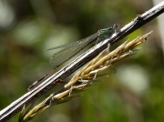 Blue-tailed Damselfly (Ischnura elegans) - male teneral form