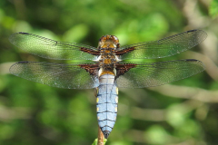 British Dragonflies