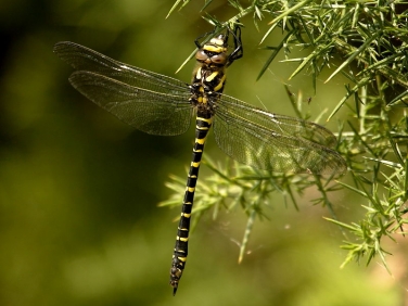 Golden-ringed Dragonfly (Cordulegaster boltonii) - female