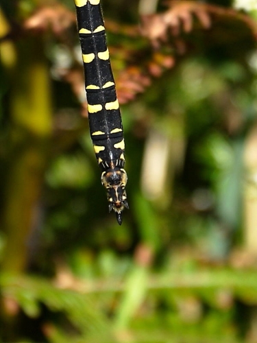 Golden-ringed Dragonfly (Cordulegaster boltonii) - female oviposter