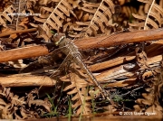 Vagrant Emperor dragonfly (Hemianax ephippiger) Cabilla Woods,  Bodmin © 2019 Steve Ogden