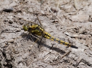 Black-tailed Skimmer (Orthetrum cancellatum) - female