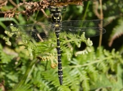 Golden-ringed Dragonfly (Cordulegaster boltonii) - male