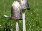 Shaggy Ink Cap fungi (Coprinus comatus)