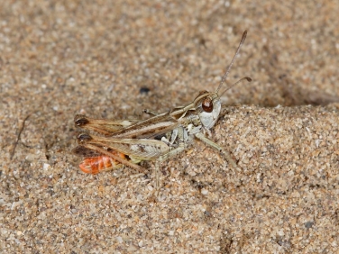 Mottled Grasshopper (Myrmeleotettix maculatus) - male
