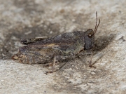 Common Groundhopper (Tetrix undulata) - female