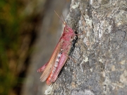 Field Grasshopper (Chorthippus brunneus) - female