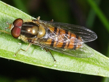 Episyrphus balteatus