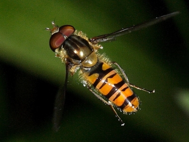 Episyrphus balteatus flying
