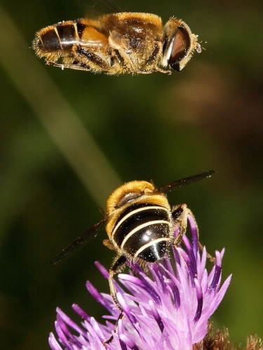 Eristalis nemorum - male and female