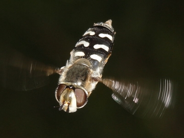 Scaeva pyrastri