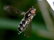 Platycheirus albimanus