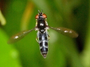 Platycheirus albimanus