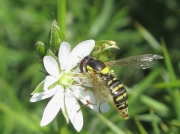 Sphaerophoria species