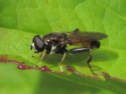 Xylota segnis