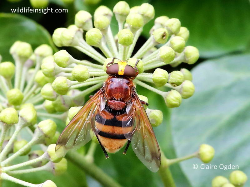 Volucella zonaria hoverfly on Ivy (Hedera helix) © Claire Ogden