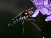 Platycheirus albimanus