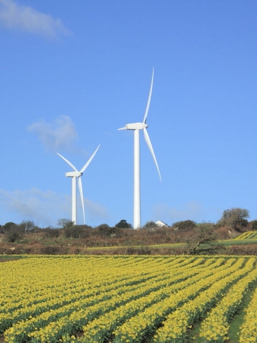 Daffodil Fields