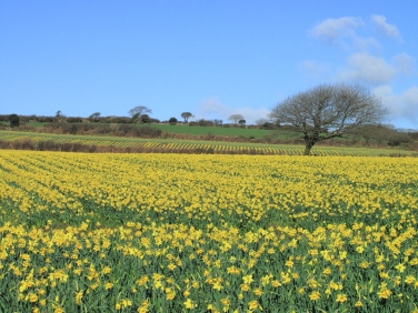 Daffodil Fields