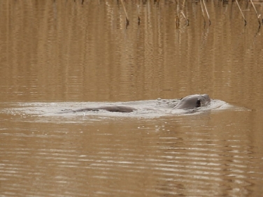 Otter swimming across lake