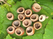 Hazel nuts eaten by Dormouse