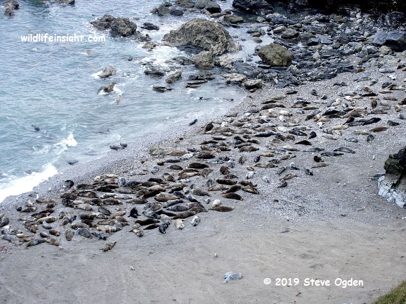 Over 200 Grey Seals overwintering at Mutton Cove Godrevy Cornwall © 2019 Steve Ogden