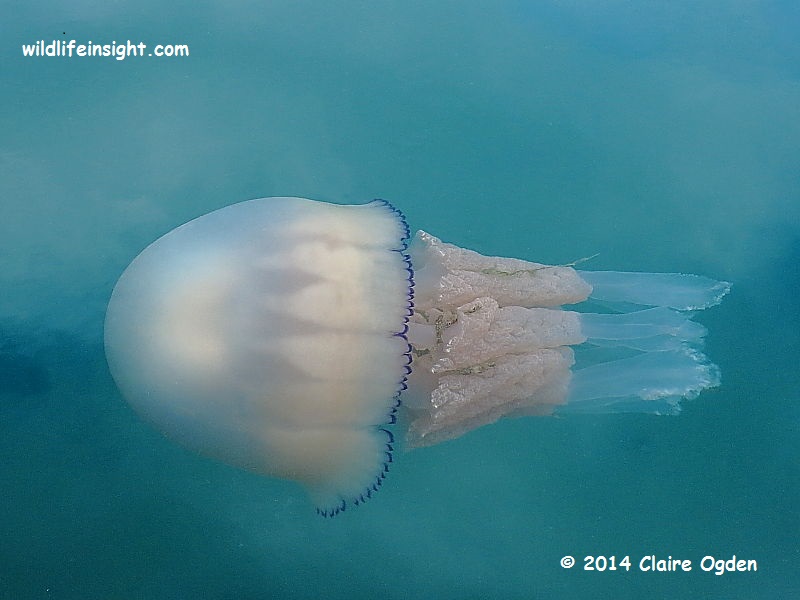 Barrel Jellyfish (Rhizostoma pulmo) in Newlyn Harbour in Cornwall © 2014 Claire Ogden