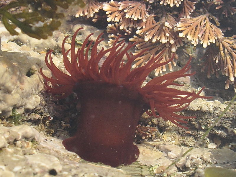 Beadlet Anemone in rock pools on Gyllyngvase Beach in Falmouth