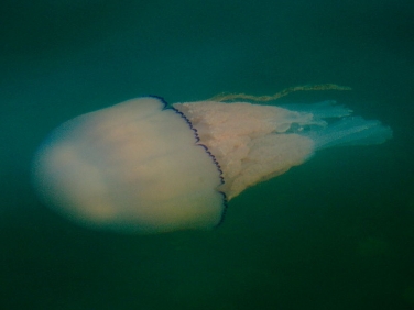 Barrel Jellyfish, Rhizostoma octopus, seen in Falmouth Harbour