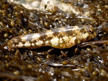 Common Blenny (Lipophys pholis)