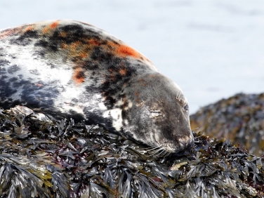 Grey Seal (Halichoerus grypus)  on rock