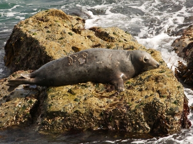 Grey Seal (Halichoerus grypus) at St Ives Island