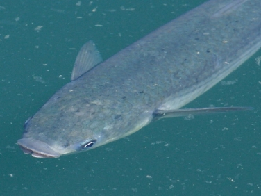 Thick-lipped Mullet (Chelon labrosus)