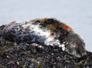 Grey Seal (Halichoerus grypus) on rock
